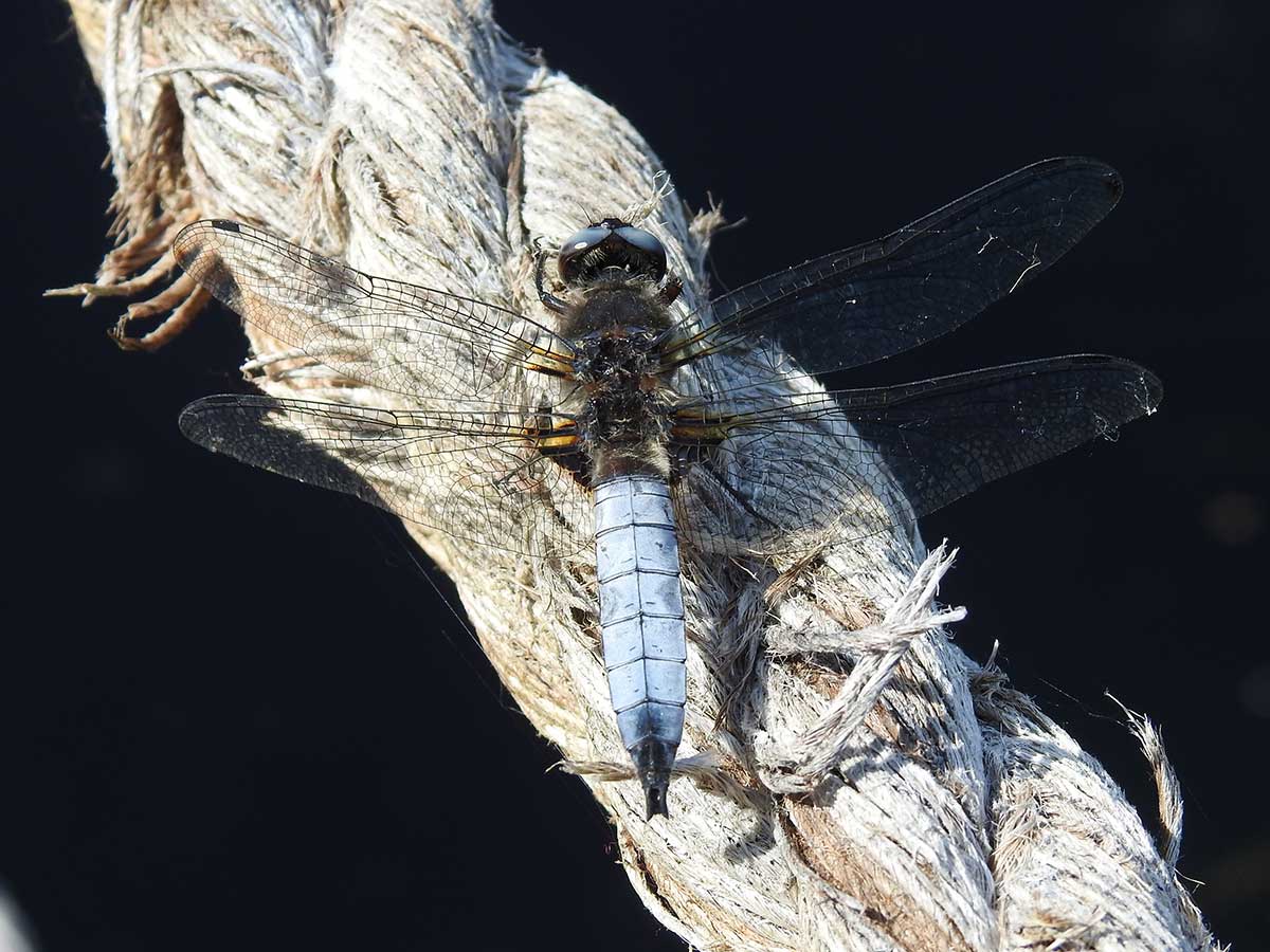 Libellula_depressa